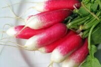 Radijs "French breakfast" (bussel)